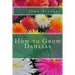 How to Grow Dahlias
