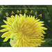 Book One of the Hidden Magic of Plants: Dandeia