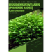 Fissidens fontanus (Phoenix Moss): From Novice to Expert. Comprehensive Aquarium Plants Guide