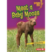 Meet a Baby Moose