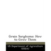 Grain Sorghums: How to Grow Them