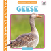 Geese