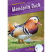 Mandarin Duck