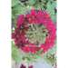 Nature's Wheel
