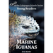 Marine Iguanas - Tails of the Galapagos Islands Series