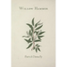 Willow Hammer