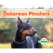 Doberman Pinschers