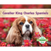 Cavalier King Charles Spaniels