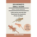 Sea Monkeys Small Ocean: Little marine marvels that illuminate the mysteries of sea monkeys