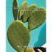 Luther Burbank Spineless Cactus Identification Project