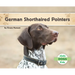 German Shorthaired Pointers