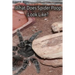 What Does Spider Poop Look Like?