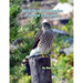 Wildlife of the Oregon Central Cascades