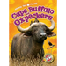 Cape Buffalo and Oxpeckers