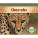 Cheetahs