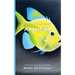 It's Time to Learn about Angelfish
