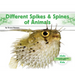 Different Spikes & Spines of Animals