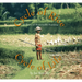 Cycle of Rice, Cycle of Life: A Story of Sustainable Farming