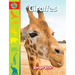 Giraffes