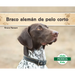 Braco Alemán de Pelo Corto (German Shorthaired Pointers)