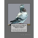 Long Faced Tumbler Pigeons and All About Them: A Guide To The Breeding and Exhibiting of Long Face Tumbler Pigeons
