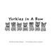 Yorkies In a Row