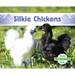Silkie Chickens