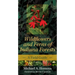 Wildflowers and Ferns of Indiana Forests: A Field Guide