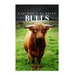Bulls - Curious Kids Press