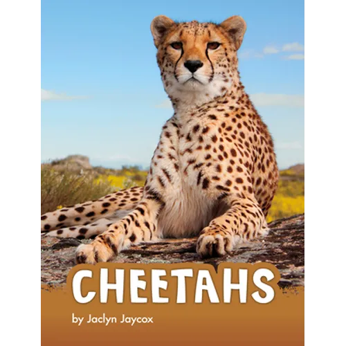 Cheetahs