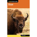 Bison