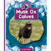 Musk Ox Calves