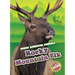 Rocky Mountain Elk