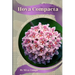Hoya Compacta: Plant overview and guide