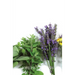 Alternative Medicines