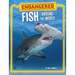 Endangered Fish Around the World