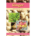 Ginger: Herb of the Year 2023