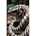 It's Time to Learn about Boa Constrictors