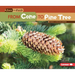 From Cone to Pine Tree