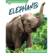 Elephants