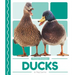 Ducks
