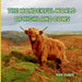 The Wonderful World of Highland Cows: Interesting Facts About Highland Cows
