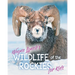 Wildlife of the Rockies for Kids