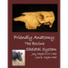 Friendly Anatomy: Bovine Skeletal System