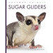 Sugar Gliders