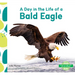 Day in the Life of a Bald Eagle