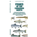 Fishes of the Canadian North