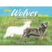 Why Wolves Matter: A Conservation Success Story