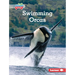 Swimming Orcas