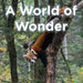 A World of Wonder